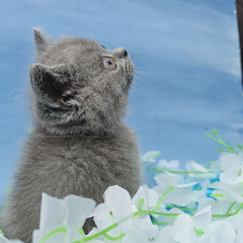 British shorthair blue boy ready to leave