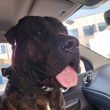 Perro de Presa Canario for stud