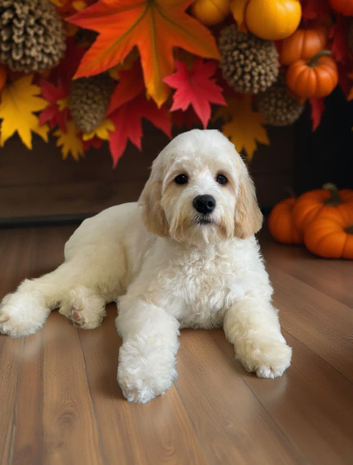 Cavapoo stud.