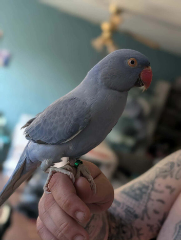 1 year old parakeet