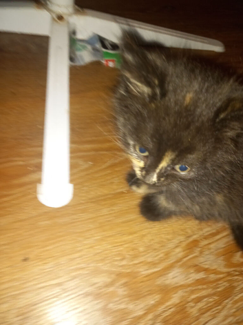 Maine coon cross