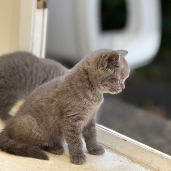 British short hair kitten