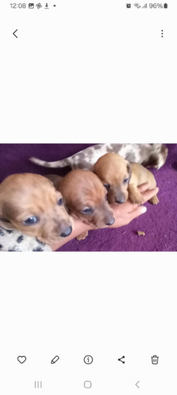 Pure miniature Dachshunds