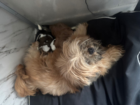 4 little Shih Tzu