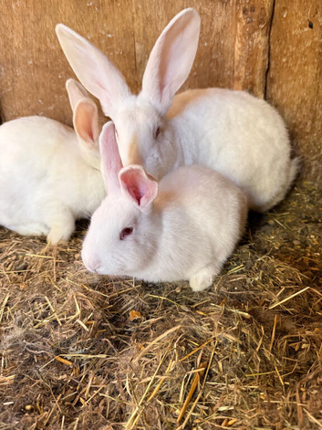 New Zealand rabbits