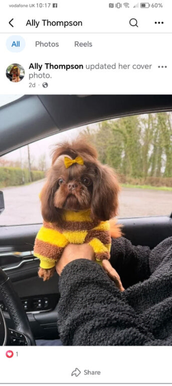Bumble - Imperial Shih Tzu Stud,