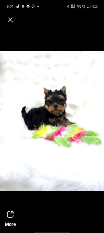Mini mini Yorkshire Terrier boy