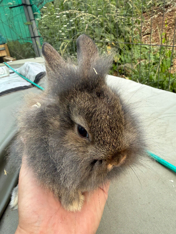 Lion head lop doe