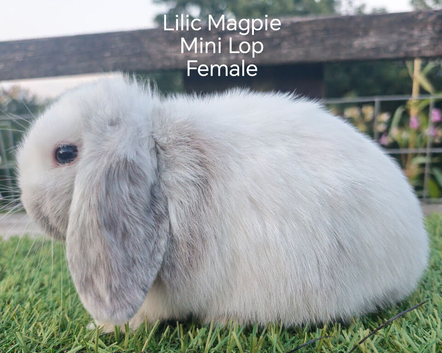 Mini lop youngsters