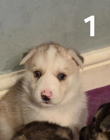 stunning litter of six healthy Shepsky puppies