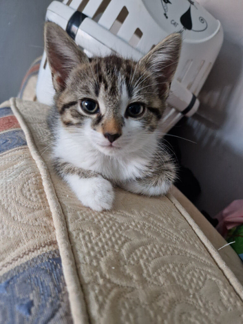 5 Beautiful kittens