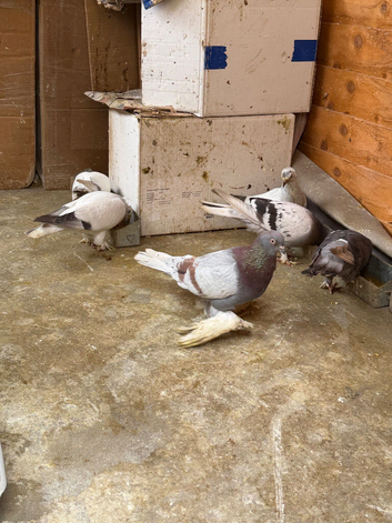 Uzbek pigeon