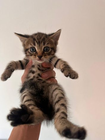 Kitten