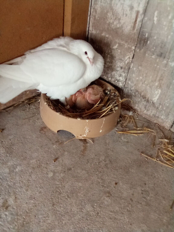 Pigeons and doves