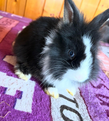 Dutch X Lionhead Kits - Dutch X Lionhead Rabbits - Dutch X Lionhead Babies