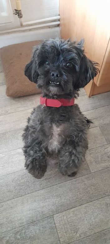 Shipoo for sale