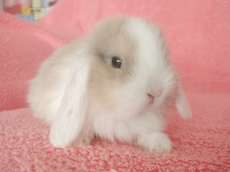 Selection of mini lop babies available