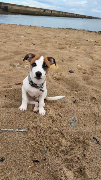 Make pup Jack Russell