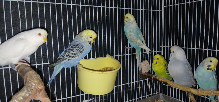 Budgies
