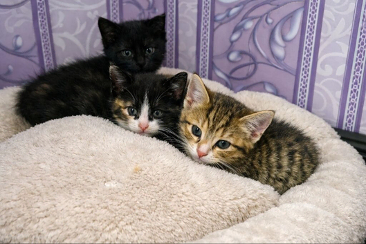Three little sweethearts are looking for their new home