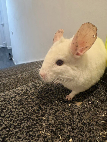 2 chinchillas needing new homes