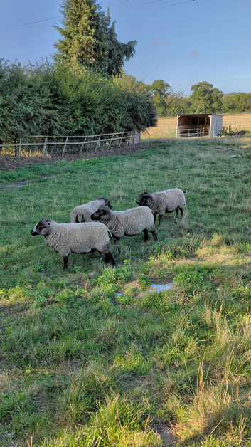 Shetland Rams