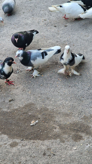 Nice pair of pigeons collection only