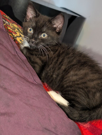RARE Chocolate bicolor girl