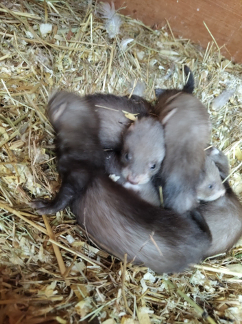 Ferrets kits for sale ready now