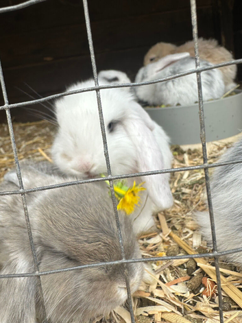 Baby giant lops for sale pick up only