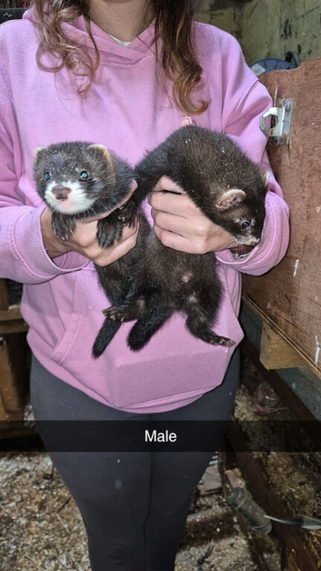 Ferrets