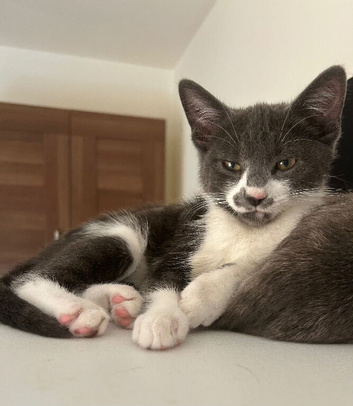 Female kitten looking for a loving home