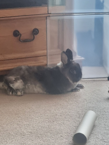 Dawf rabbit