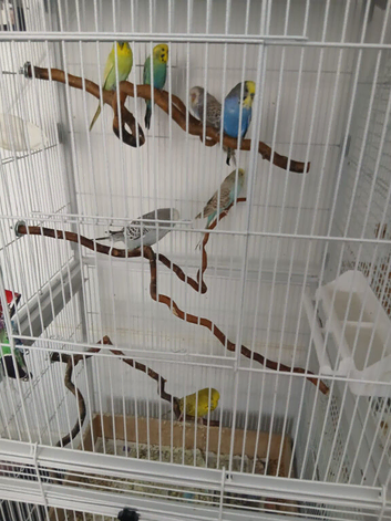 7 budgie boys and girls