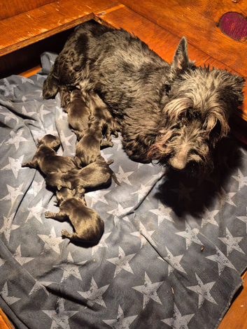 Scottish Terrier Pups