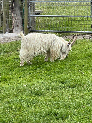 Billy Goat. Very  fertile