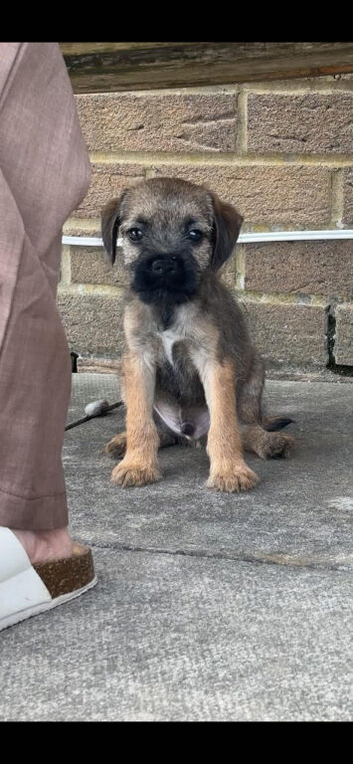 KC Registered Border Terrier Puppies 1 male left , FULLY VACCINATED &ndash; Family Raised &ndash; Ready Now &ndash; Viewings Welcome