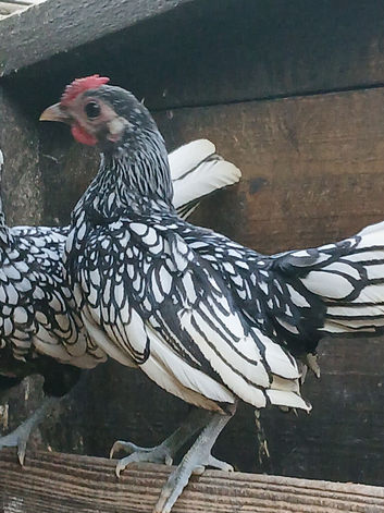 Seabright Bantam Cockerell