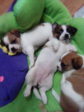 Beautifully chubby & clumsy baby Jack Russells