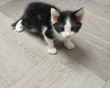 4 gorgeous kittens