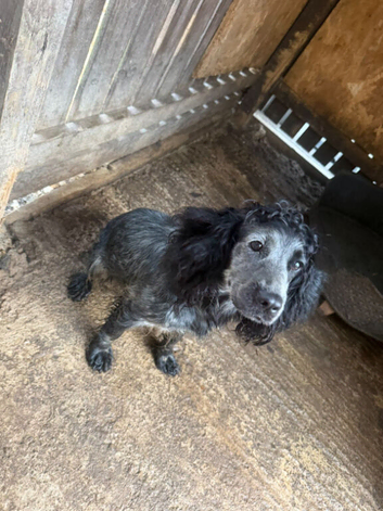 Cocker spaniel
