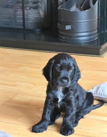 Male KC registered Cocker Spaniel Pup