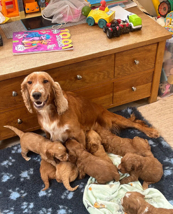 Cockapoo Puppies - Fluffy Faces & Little Tails Full of Joy!