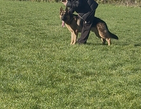 9 month old Male pup trained looking for loving home