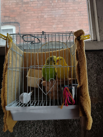 Love birds