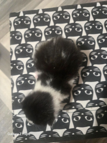 4 kittens