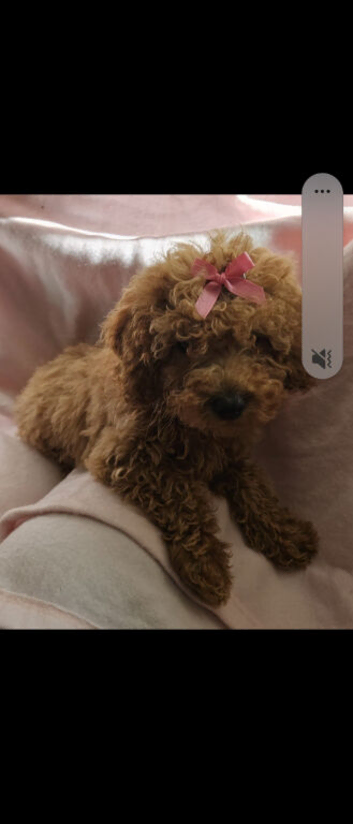 Red cavapoo girl puppy