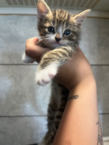 Kittens for sale