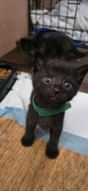 3 left Siamese Cross British Shorthair
