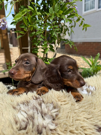 Miniature Dachshund Puppies
